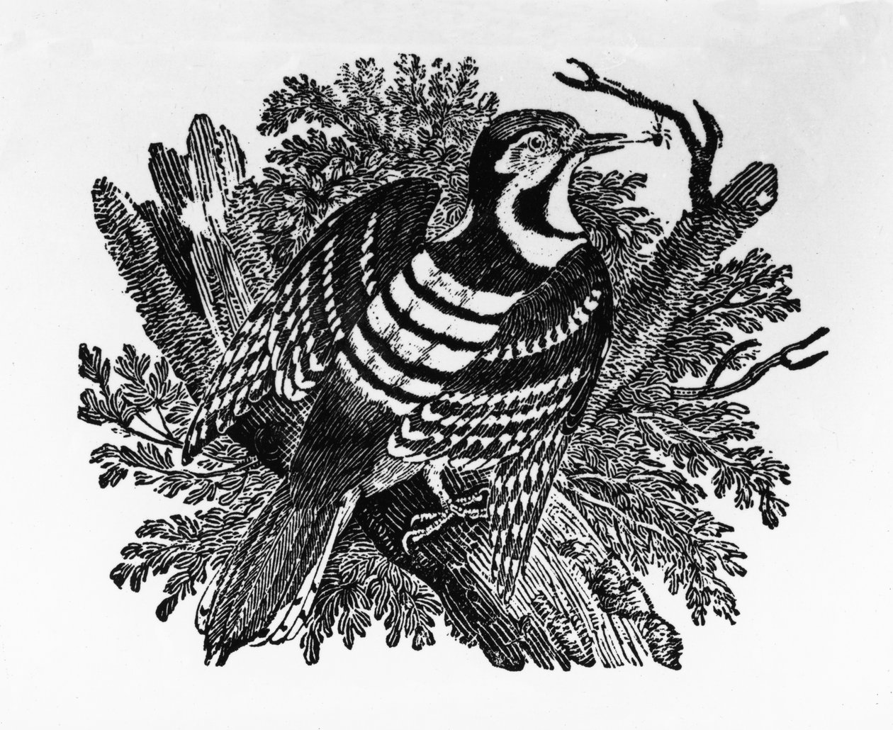 O pica-pau-barrado, ilustração de "A História dos Pássaros Britânicos", de Thomas Bewick, publicado pela primeira vez em 1797 de Thomas Bewick
