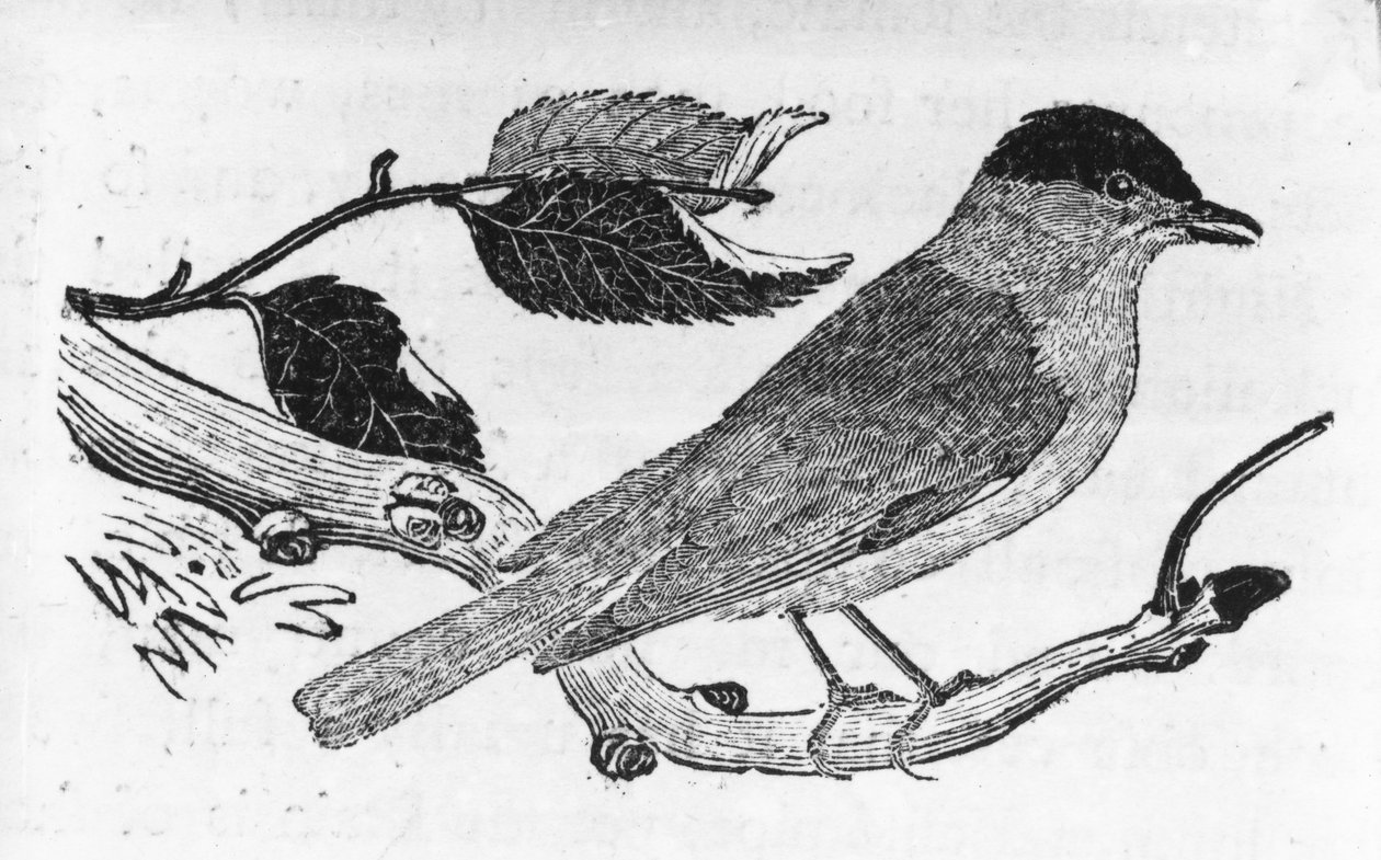 The Black-Cap, ilustração de "A History of British Birds", de Thomas Bewick, publicado pela primeira vez em 1797 de Thomas Bewick