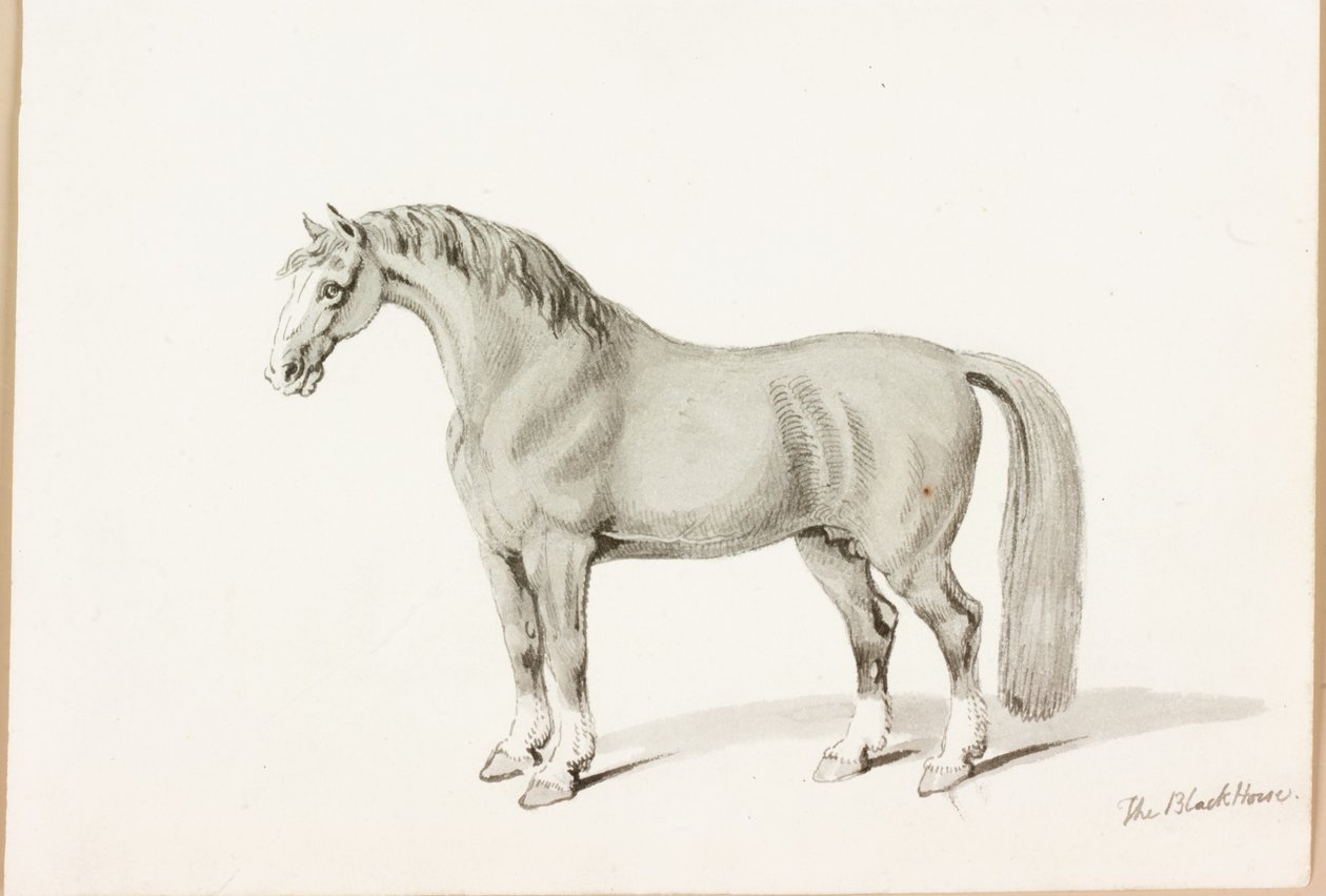 O cavalo preto (tinta no papel) de Thomas Bewick