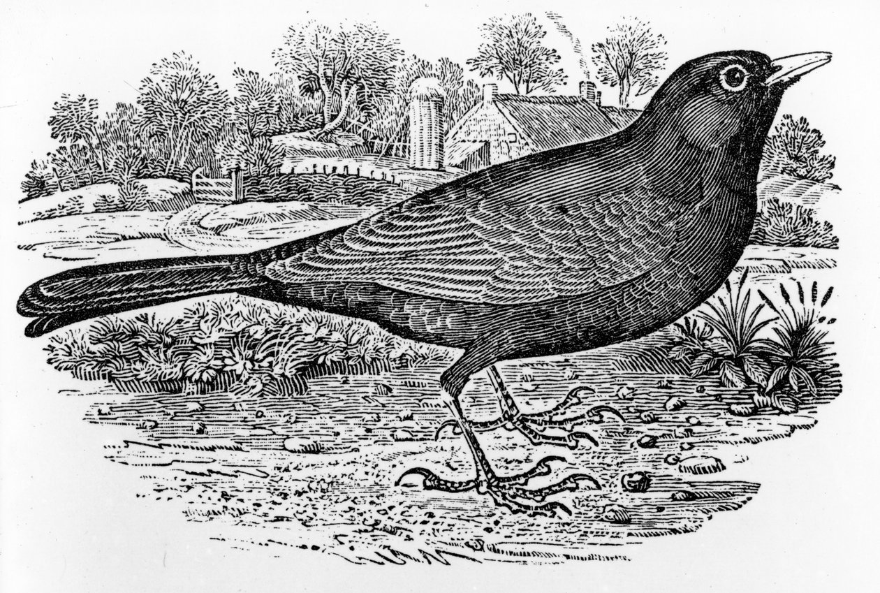 O Blackbird, ilustração de "A History of British Birds", de Thomas Bewick, publicado pela primeira vez em 1797 de Thomas Bewick