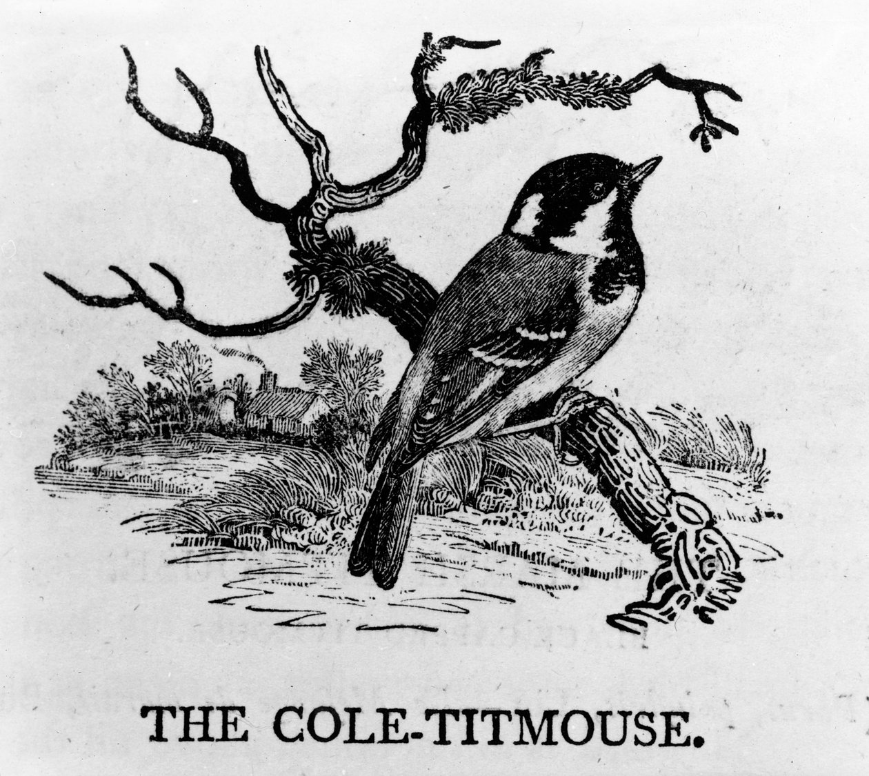 O Cole-Titmouse, ilustração de "A História dos Pássaros Britânicos", de Thomas Bewick, publicado pela primeira vez em 1797 de Thomas Bewick