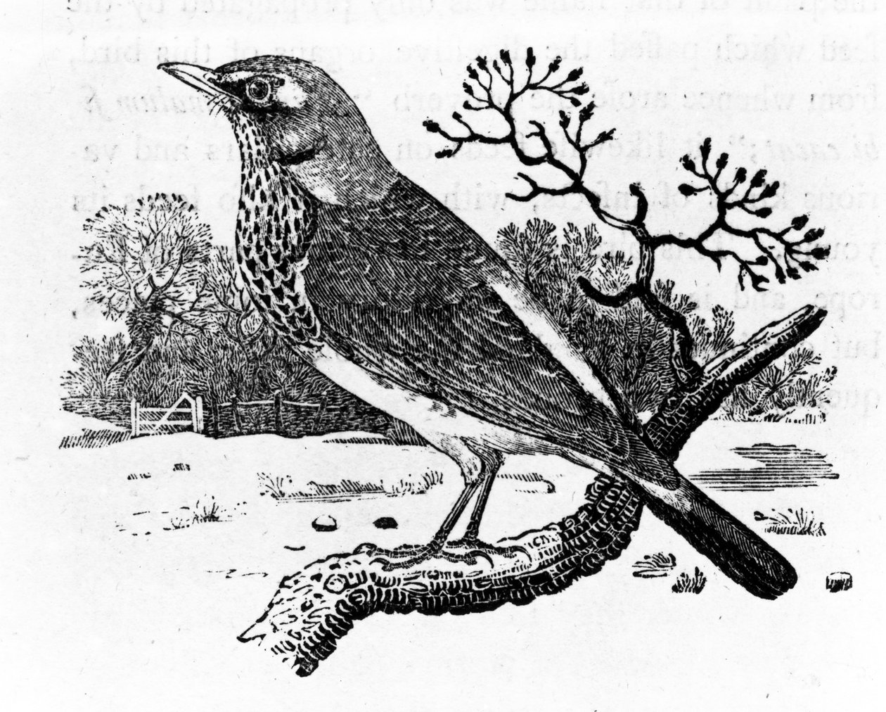 The Fieldfare, ilustração de "A History of British Birds", de Thomas Bewick, publicado pela primeira vez em 1797 (xilogravura) de Thomas Bewick