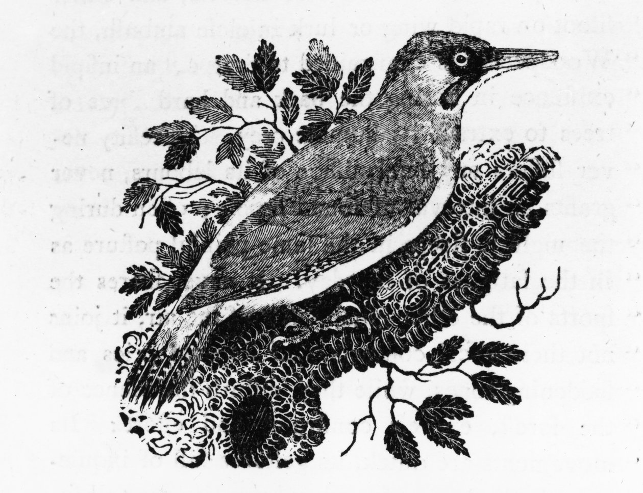 O pica-pau-verde, ilustração de "A History of British Birds", de Thomas Bewick, publicado pela primeira vez em 1797 de Thomas Bewick