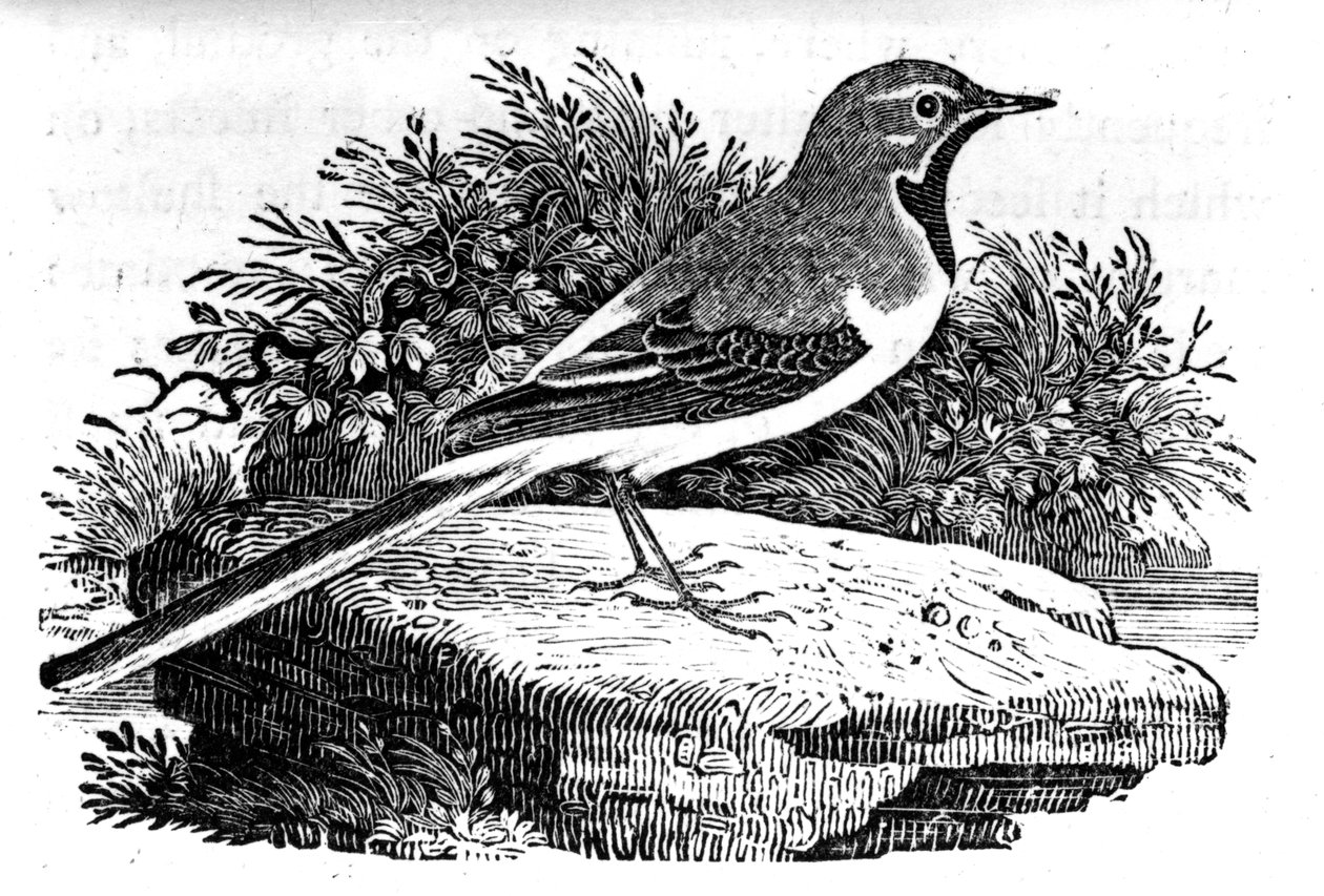 A Alvéola-Cinza, ilustração de "A History of British Birds", de Thomas Bewick, publicada pela primeira vez em 1797 de Thomas Bewick
