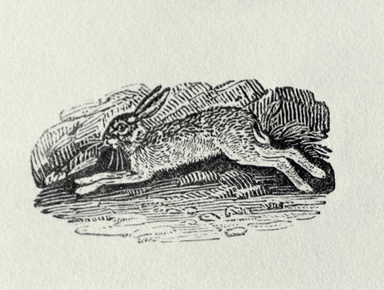 A lebre da "História dos pássaros e quadrúpedes britânicos" de Thomas Bewick