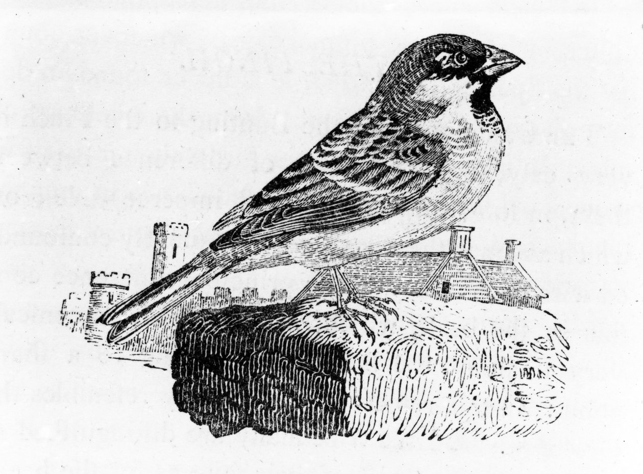 The House Sparrow, ilustração de &39;Uma História dos Pássaros Britânicos&39;, de Thomas Bewick, publicado pela primeira vez em 1797 de Thomas Bewick