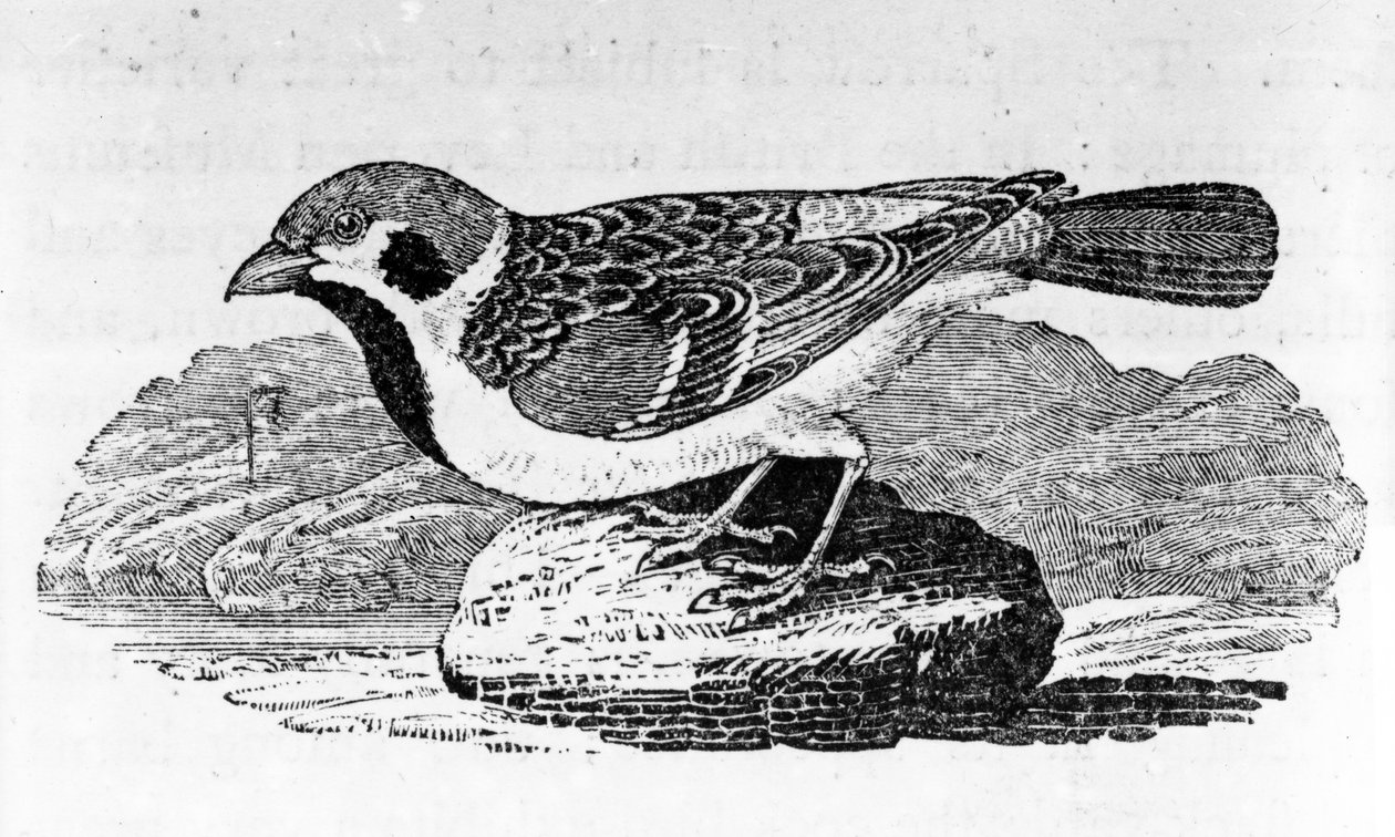 The Mountain Sparrow, ilustração de &39;A History of Birds&39;, de Thomas Bewick, publicado pela primeira vez em 1797 de Thomas Bewick