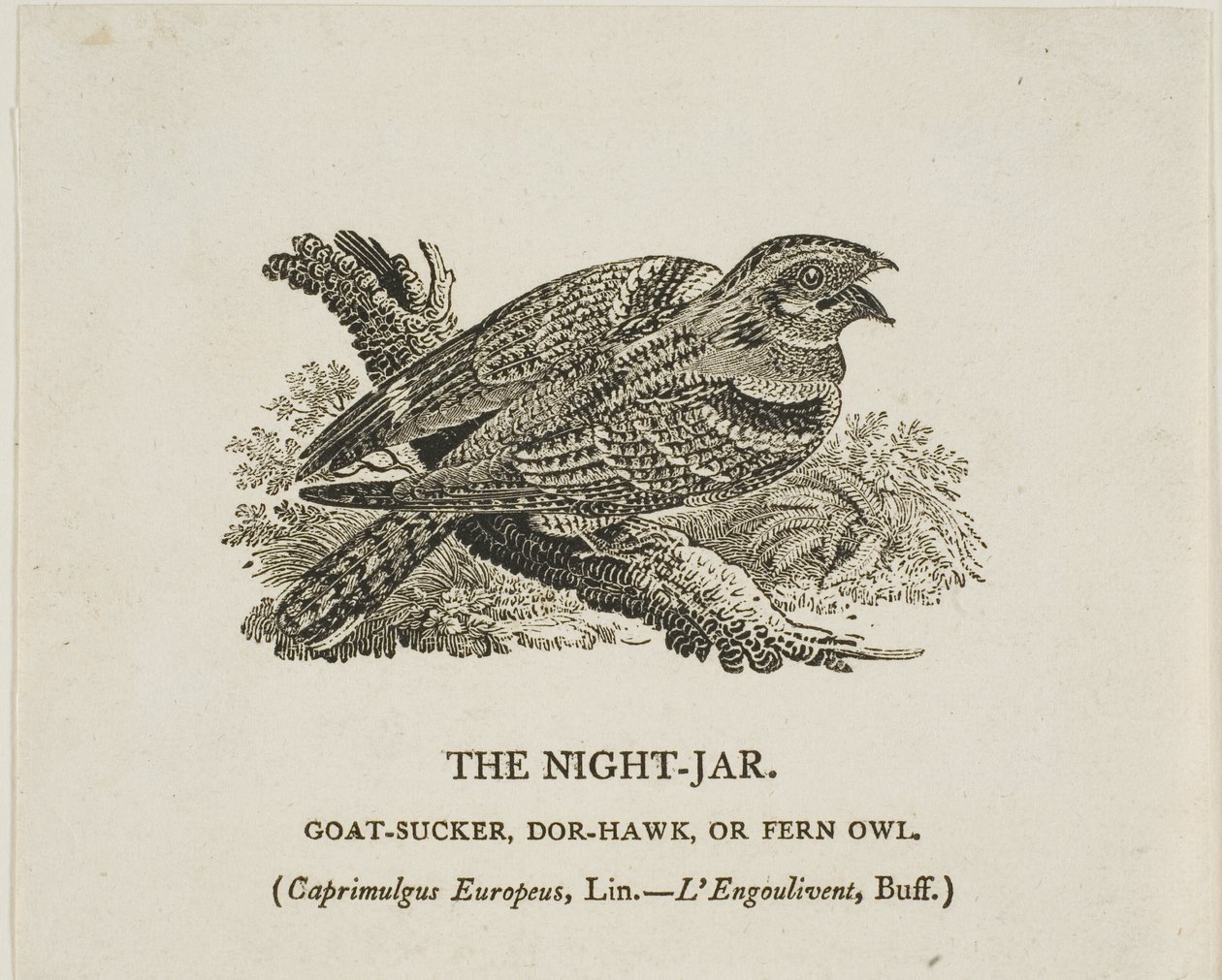 A jarra nocturna de Thomas Bewick