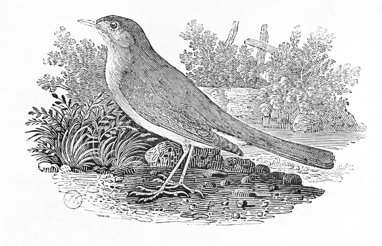 O rouxinol (Luscinia megarhynchos) da "História dos Pássaros Britânicos" Volume I, pub. 1797 (gravura em madeira) de Thomas Bewick