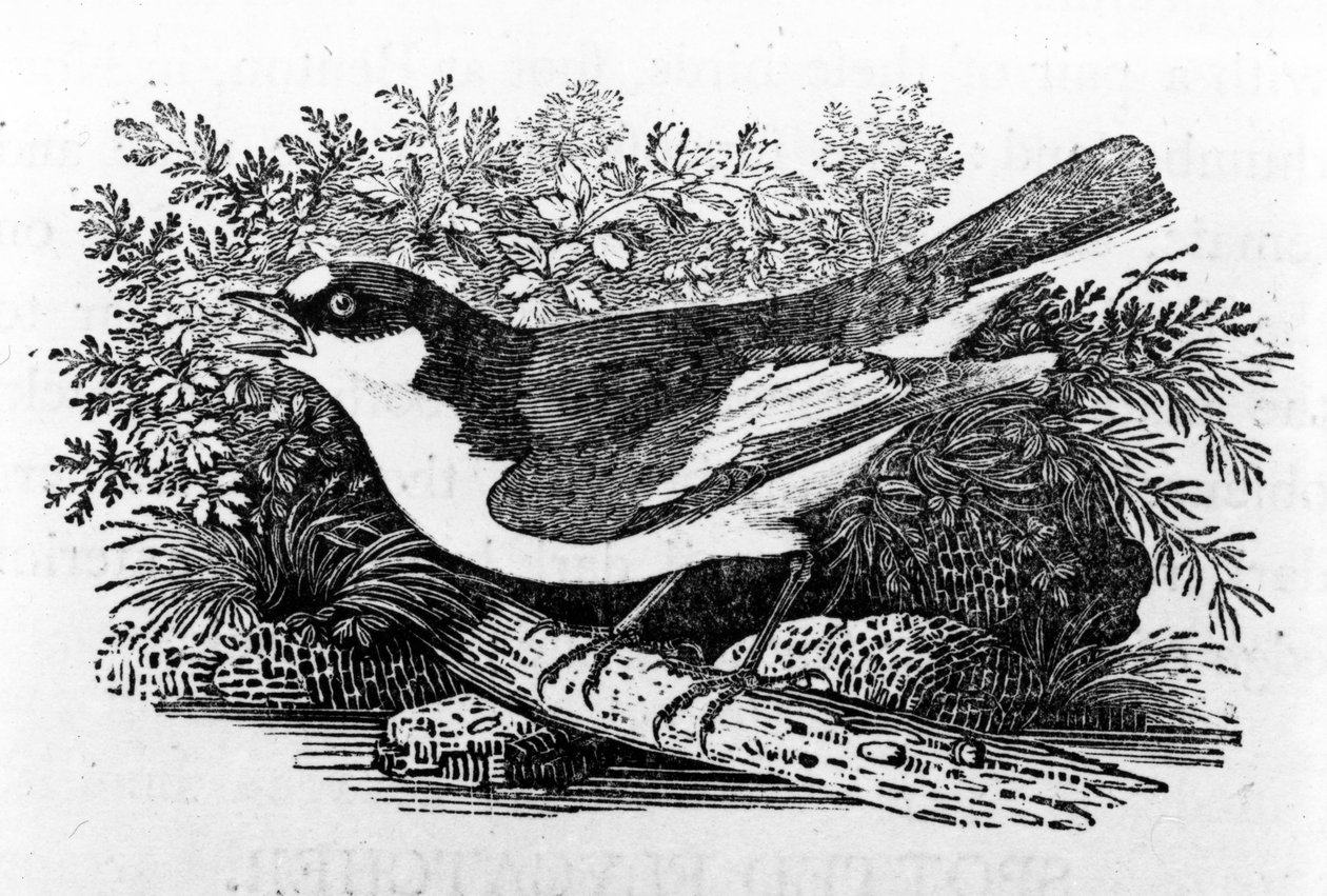 O Flycatcher Pied, ilustração de "A History of British Birds" por Thomas Bewick, publicado pela primeira vez em 1797 de Thomas Bewick