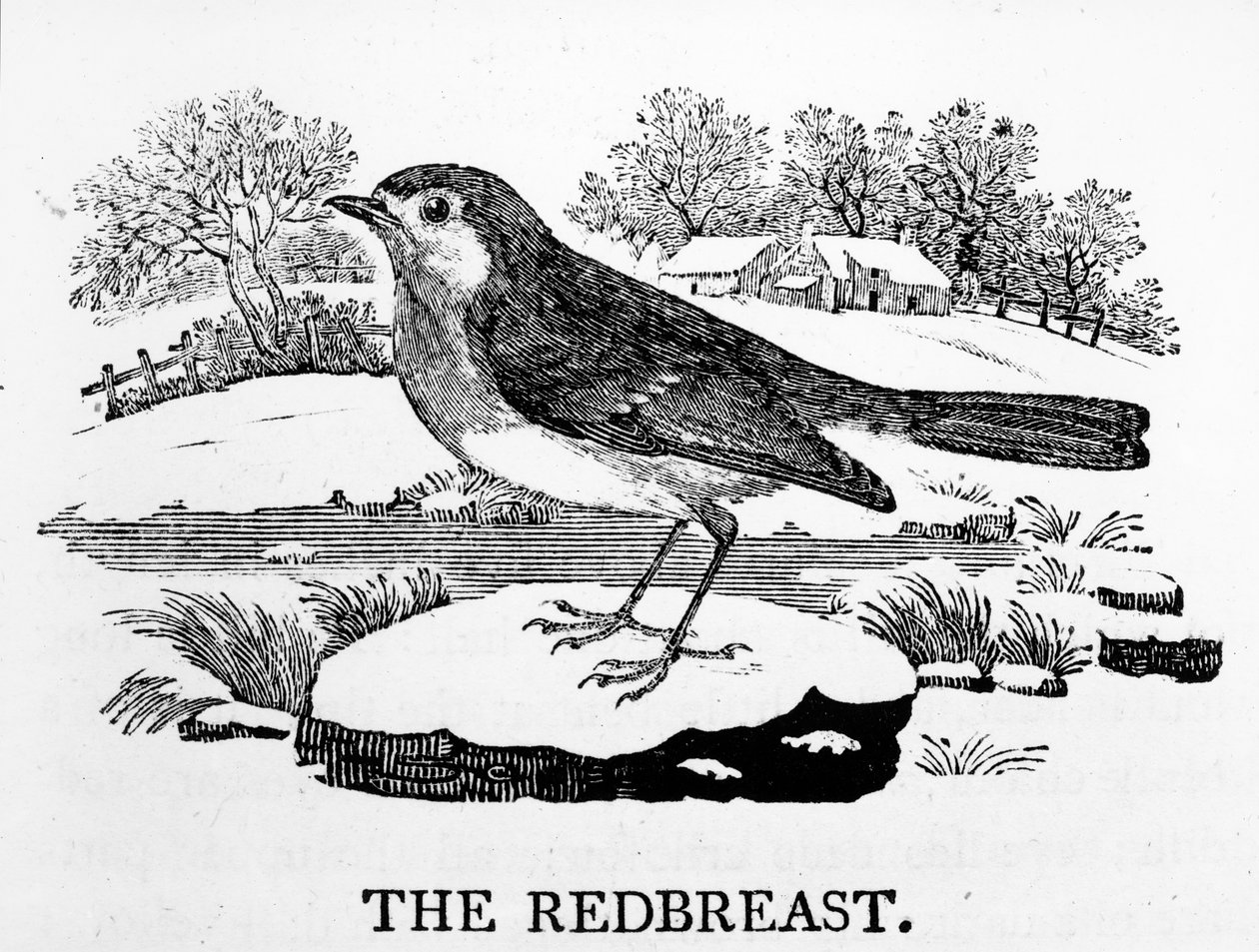 The Redbreast, ilustração de "A História dos Pássaros Britânicos", de Thomas Bewick, publicado pela primeira vez em 1797 de Thomas Bewick