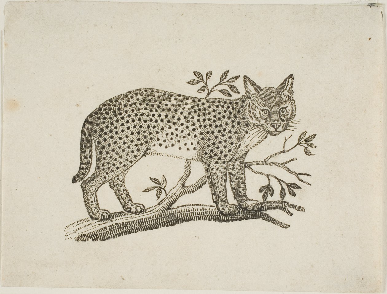 O Servo de Thomas Bewick