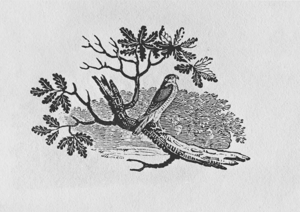 O Sparrowhawk (Accipiter nisus) da "História dos Pássaros Britânicos" Volume I, pub. 1797 (gravura em madeira) de Thomas Bewick