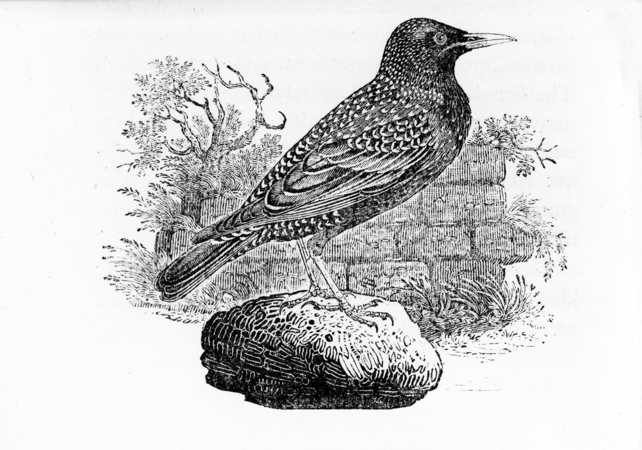 O Starling, ilustração de "A História dos Pássaros Britânicos", de Thomas Bewick, publicado pela primeira vez em 1797 de Thomas Bewick