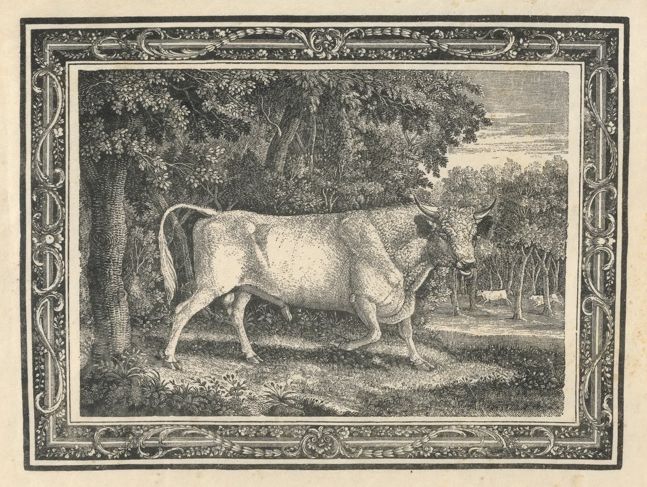 O Touro Selvagem de Chillingham de Thomas Bewick