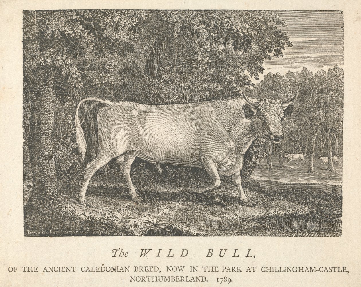 O Touro Selvagem, da Raça Caledónia Antiga, Agora no Parque, em Chillingham-Castle, Northumberland. de Thomas Bewick