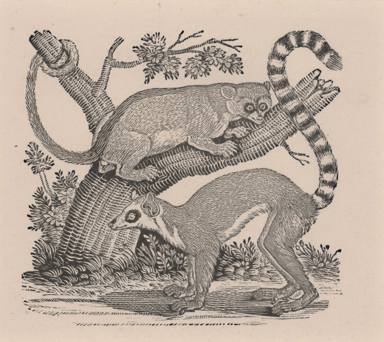 Dois Lêmures, da "História Geral dos Quadrúpedes" de Thomas Bewick