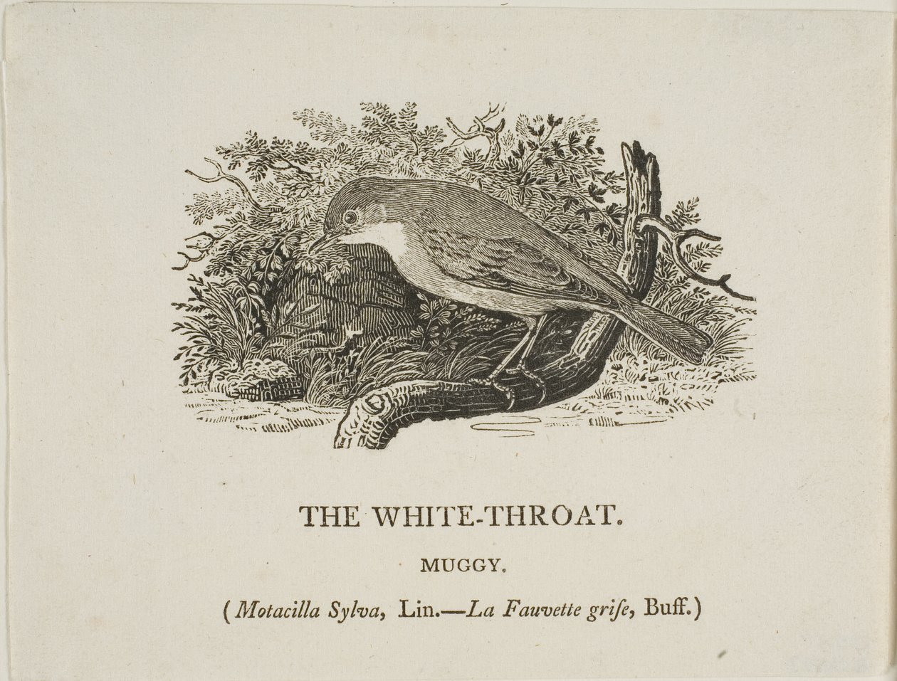 Garganta Branca (Pássaro) de Thomas Bewick