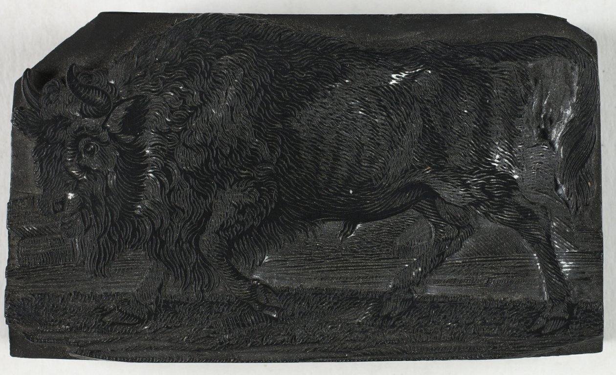 Woodblock para The Urus ou Wild Bull, de A General History of Quadrupeds de Thomas Bewick