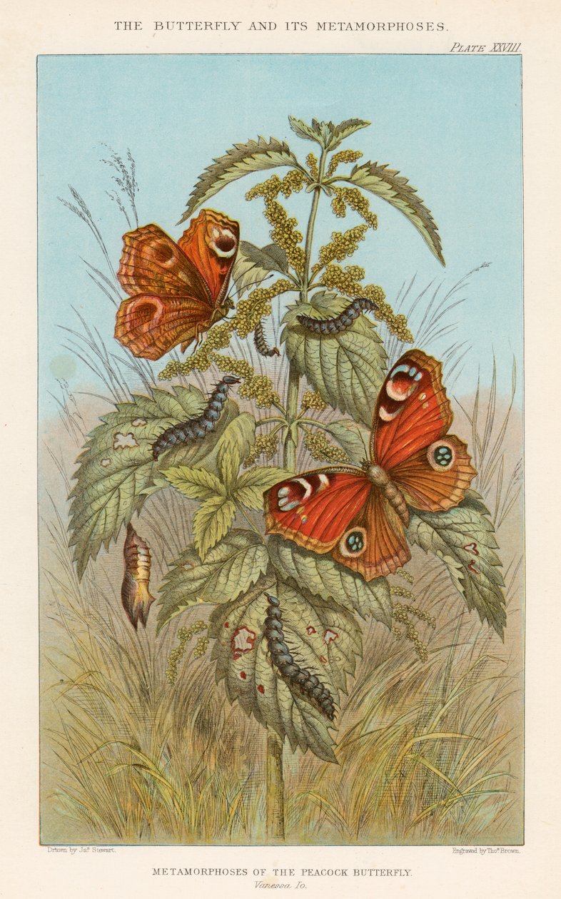 Metamorfoses da borboleta pavão, 1888 de Thomas Brown