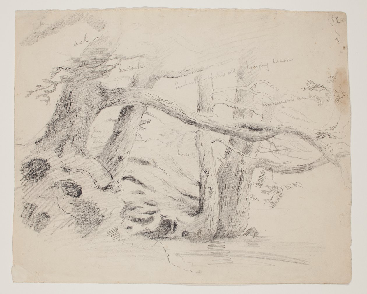 Carvalho e Hemlock Trees (lápis sobre papel) de Thomas Cole