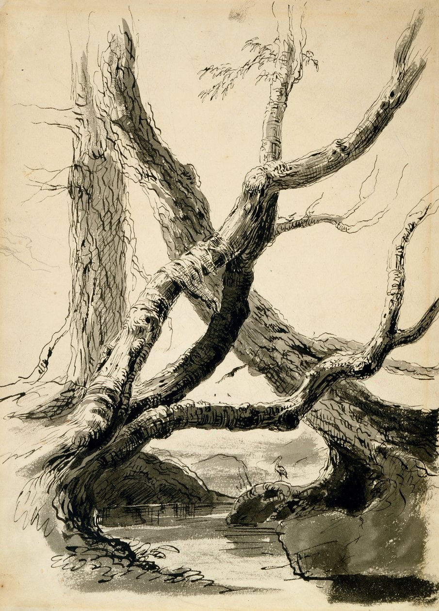 Sketch of Tree Trunks, c.1825-40 (tinta preta, caneta, aguada e lápis em papel branco) de Thomas Cole