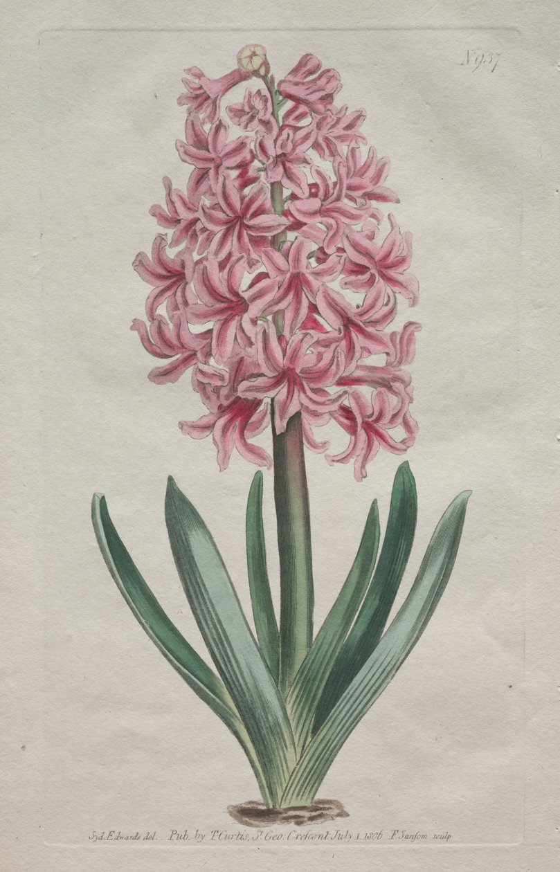A Revista Botânica ou Jardim de Flores Exibido: Jardim Jacinto de Thomas Curtis