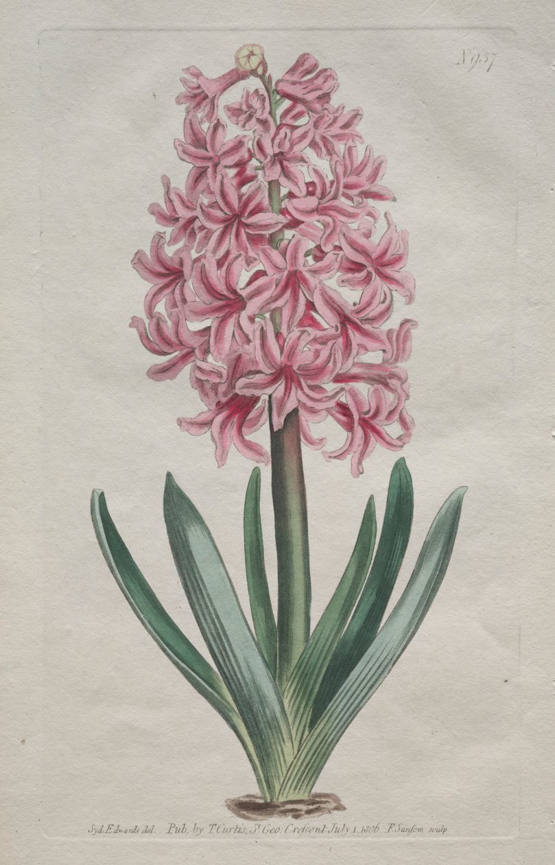 A Revista Botânica ou Jardim das Flores Exibida: Garden Hyacinth, 1806. de Thomas Curtis
