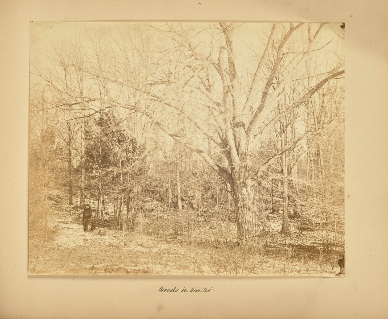Bosques no inverno de Thomas E. Jevons