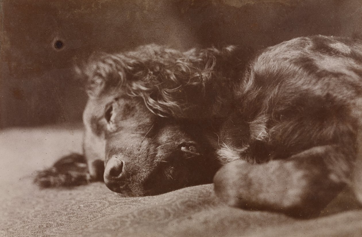 Boyce, retrato de um cão setter de Thomas Eakins
