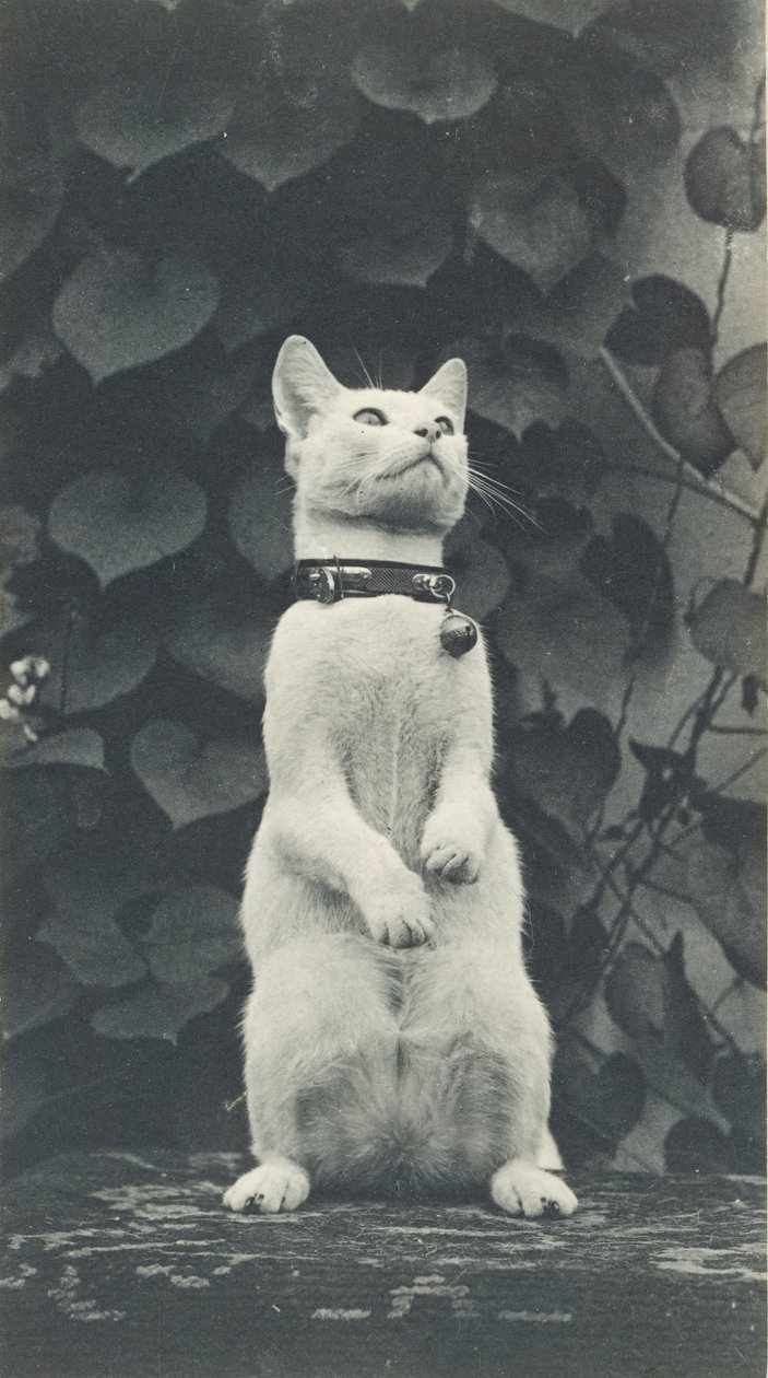 Gato no Eakins