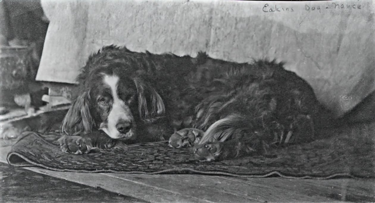 O cão de Eakins Harry, c. 1880-1890. de Thomas Eakins