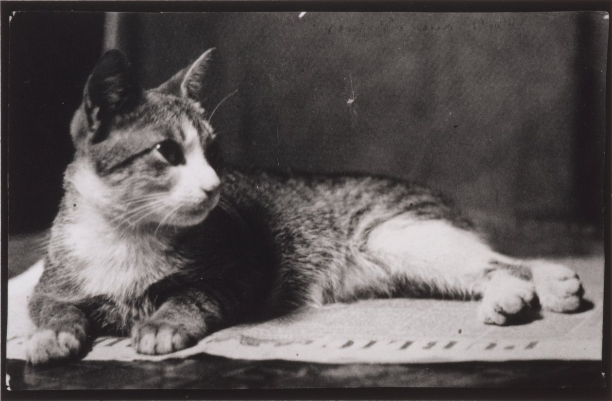 O gato da Sra. Thomas Eakins de Thomas Eakins