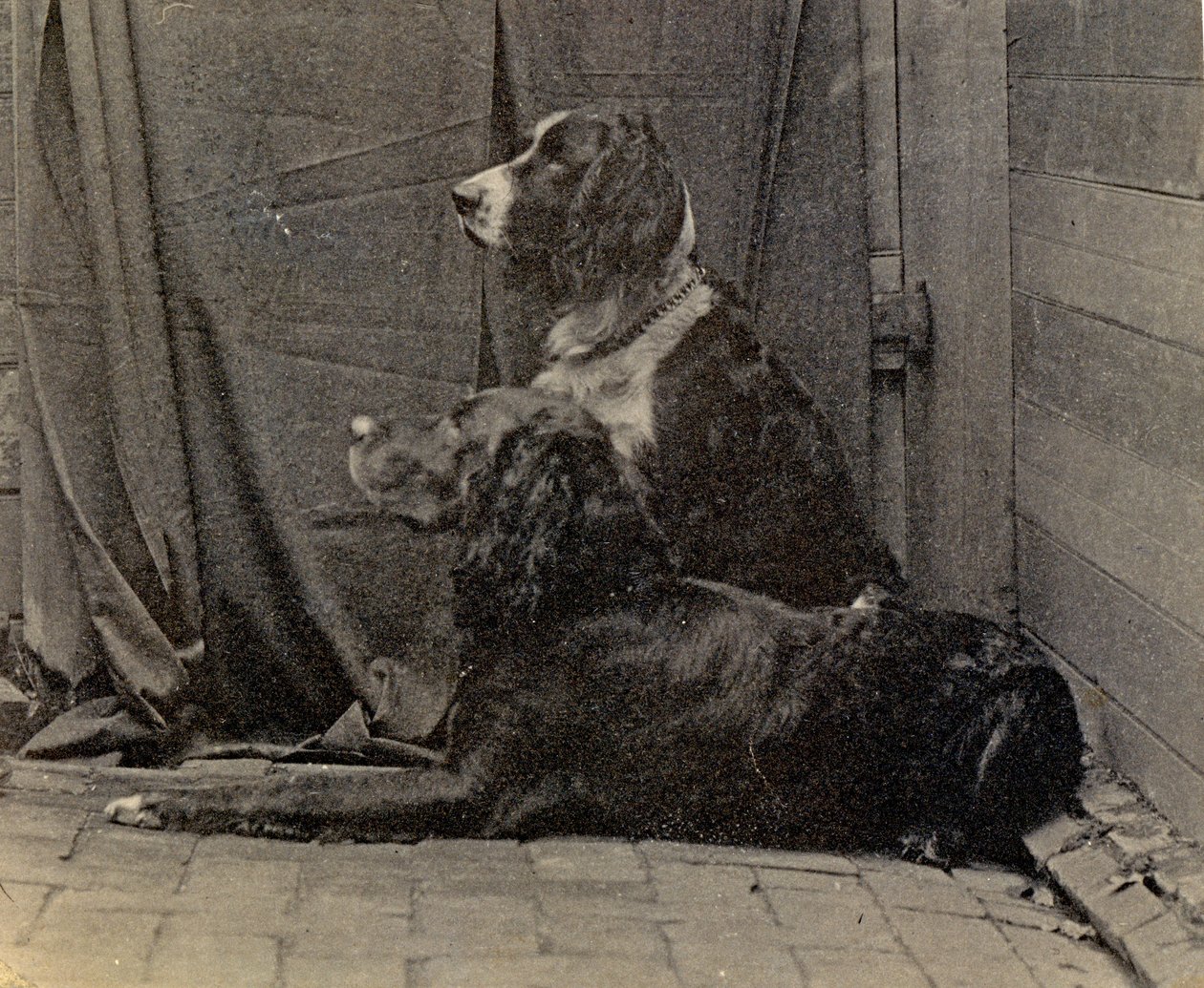 Thomas Eakins Dogs, 1884 de Thomas Eakins