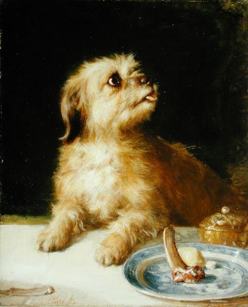 Norfolk Terrier de Thomas Earl