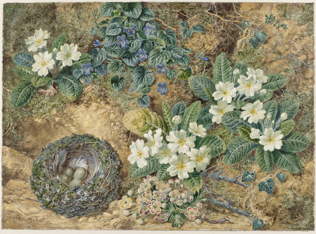 Natureza morta de um ninho de pássaros, panilas, primatas e flor de maçã de Thomas Frederick Collier