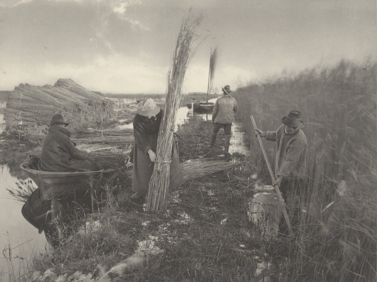 Durante a colheita do caniço, 1886 (foto) de Thomas Frederick Goodall