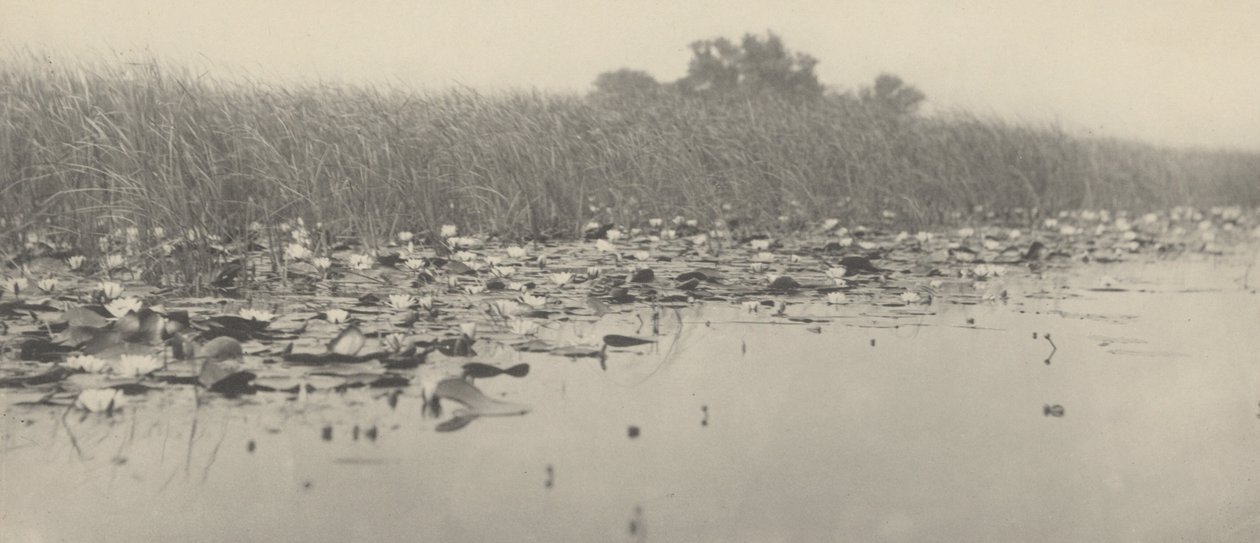 Nenúfares, 1886 (foto) de Thomas Frederick Goodall