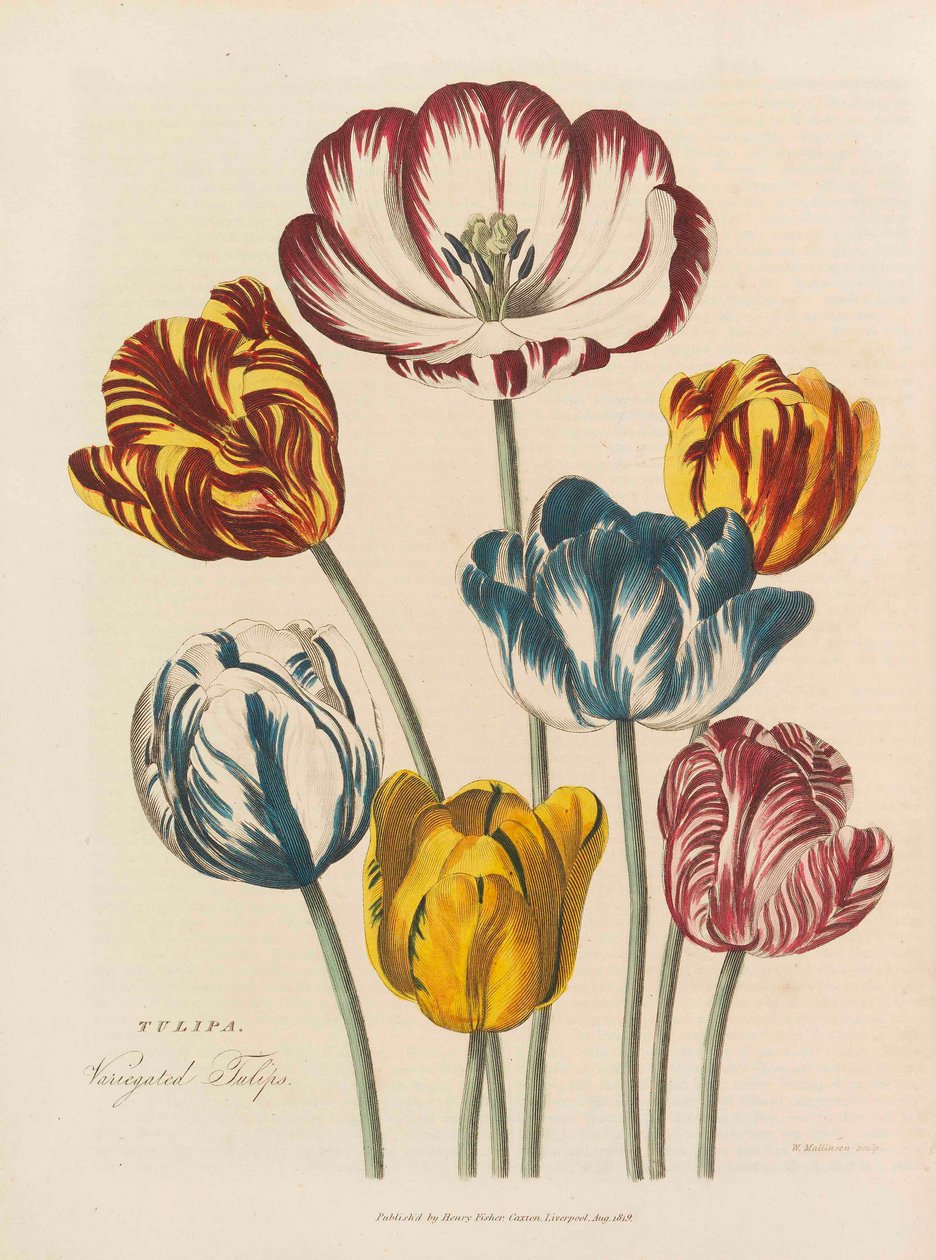 A erva universal, 1824. de Thomas Green