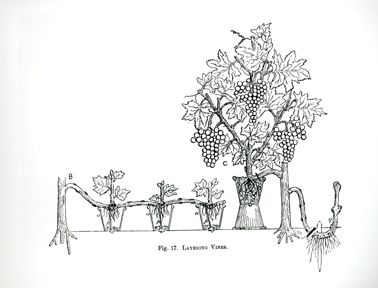 Layering vines, de "The Art and Craft of Garden Making" de Thomas Mawson, publicado em 1900 (gravura) (foto a p/b) de Thomas Hayton Mawson