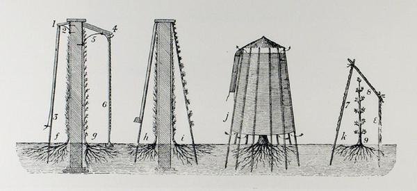 Proteger a flor da geada, de "The Art and Craft of Garden Making" de Thomas Mawson, publicado 1900 (gravura) (foto a p/b) de Thomas Hayton Mawson