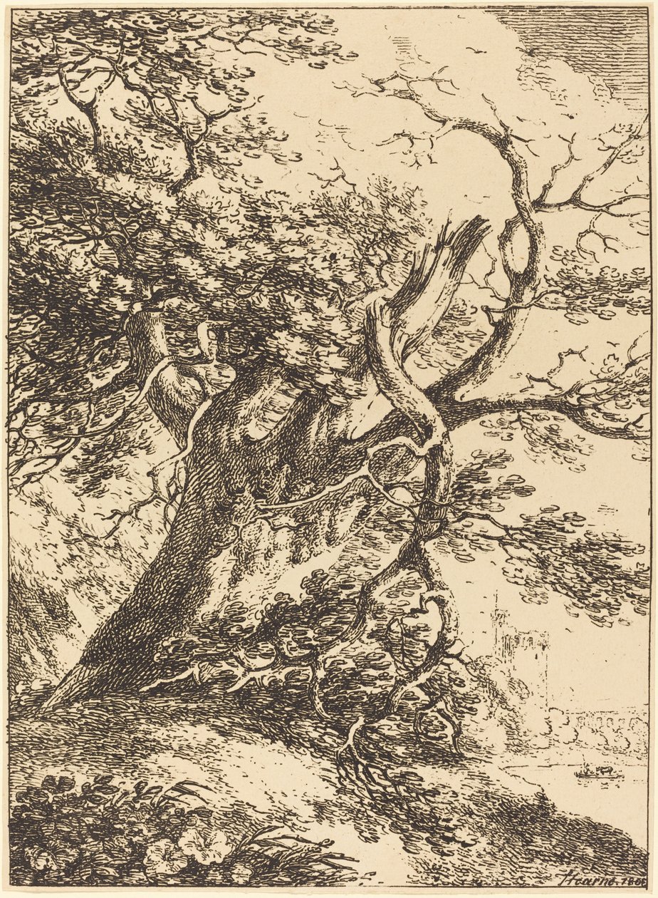 Árvore Velha de Thomas Hearne
