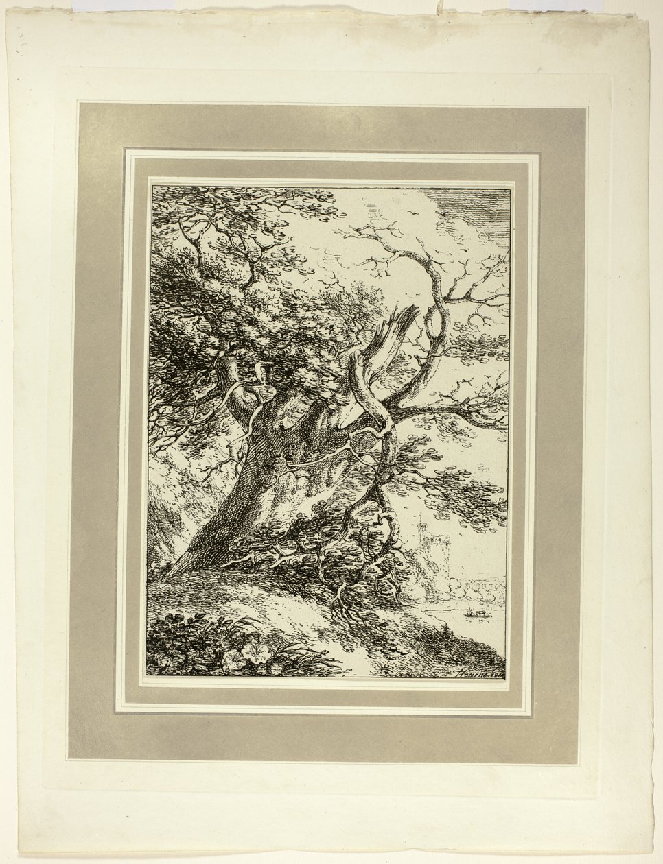 Old Tree, da primeira edição de Specimen of Polyautography de Thomas Hearne