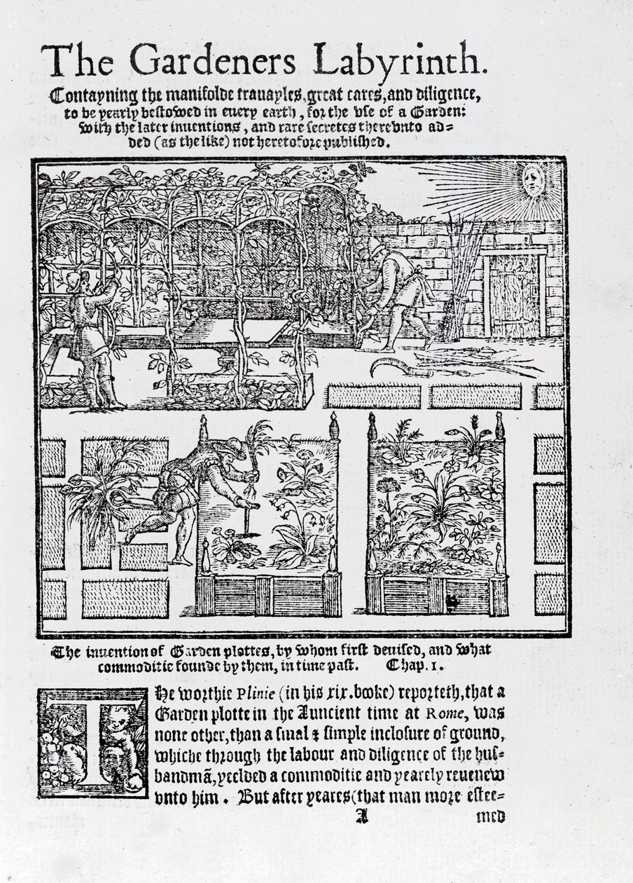 Arbor construído como uma sombra contra o sol e plantando em camas levantadas, de The Gardeners Labyrinth, 1577 de Thomas Hill