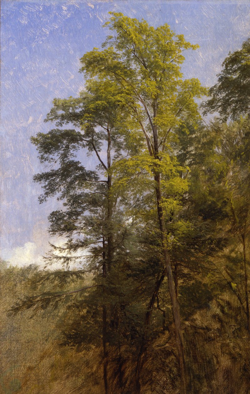 Tree Study, Catskill Clove, N.Y. de Thomas Hiram Hotchkiss
