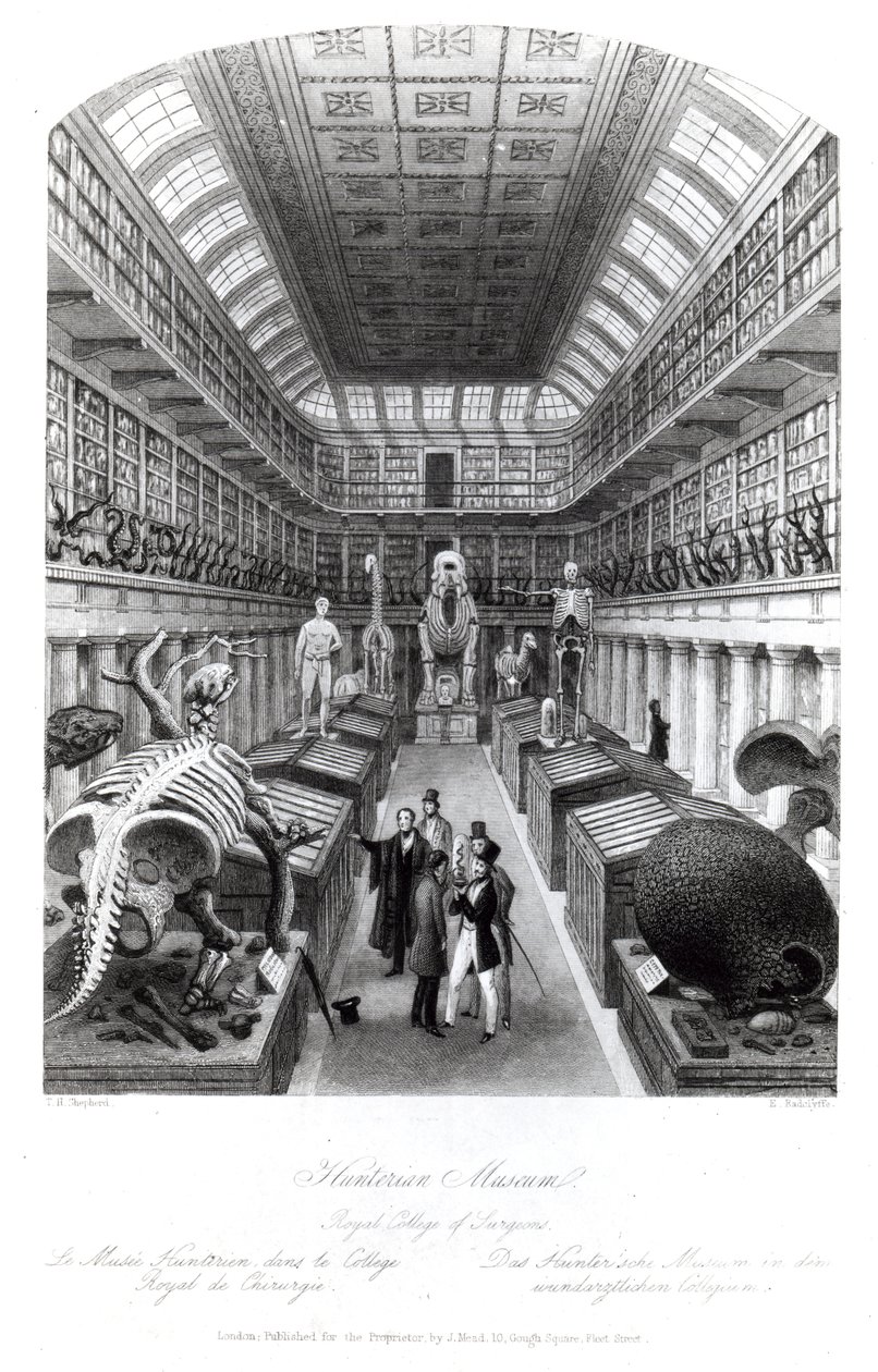 O Hunterian Museum, ilustração para &39;London Interiors&39;, gravado por Edward Radclyffe, c.1840s de Thomas Hosmer Shepherd