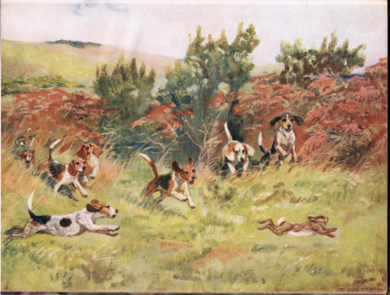 Perseguindo uma lebre, ilustração de &39;Hounds&39; de Thomas Ivester Lloyd
