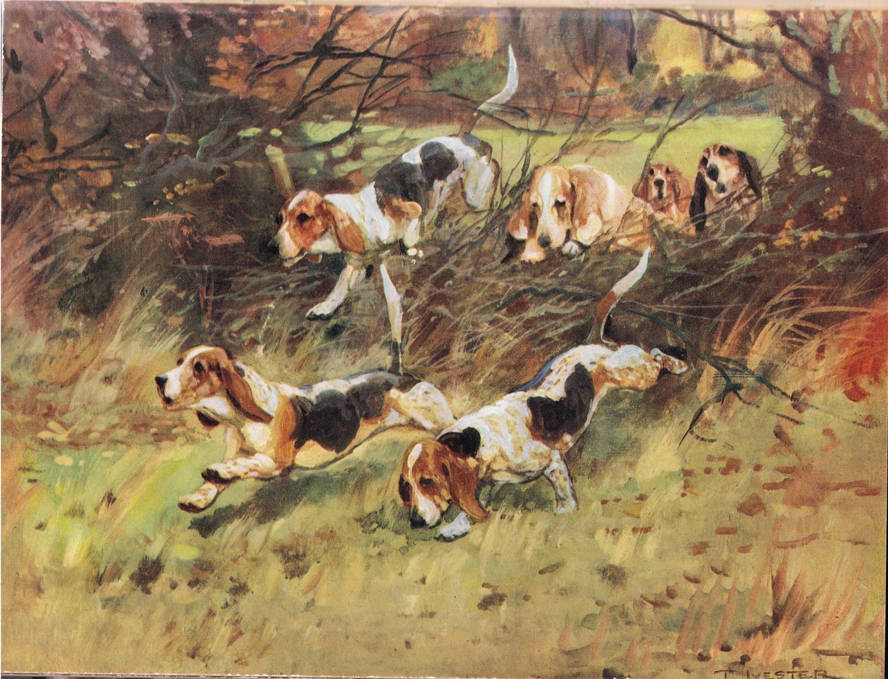 Através da Hedgerow, ilustração de &39;Hounds&39; de Thomas Ivester Lloyd