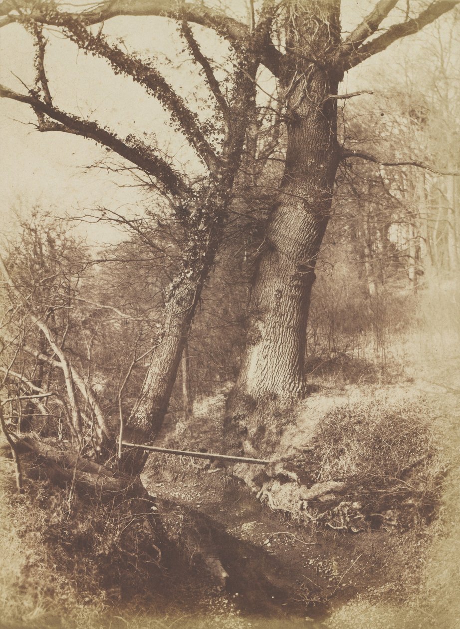 Árvores, 1854-57. de Thomas Keith