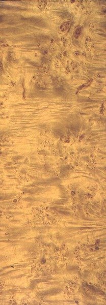 American Cottonwood, c.1851-62 (granulação em ardósia) de Thomas Kershaw